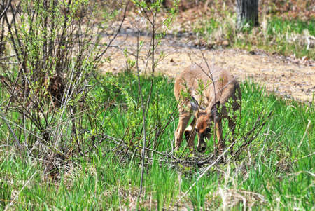 Grazing Deerの写真素材