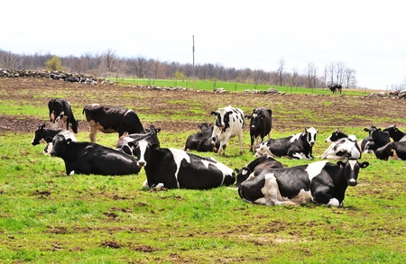Dairy Cattleの写真素材