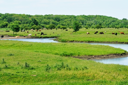 Cows and Streamの写真素材