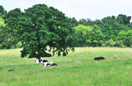Dairy Cattleの写真素材