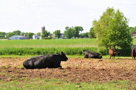 Cows Downの写真素材
