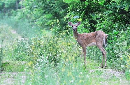 Deer in Woodsの写真素材