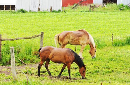 Two Horsesの写真素材