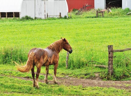 Wet Horseの写真素材