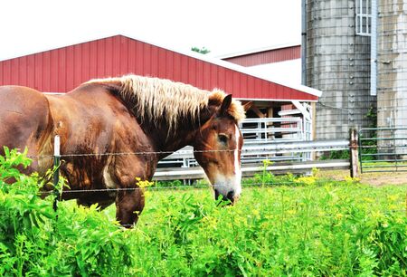 Horse at Fenceの写真素材