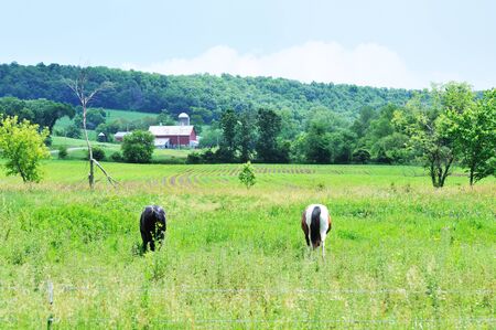 Two Horsesの写真素材