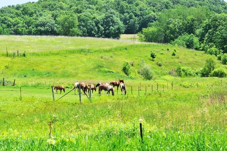 Horses in Pastureの写真素材