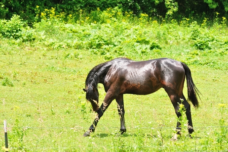 Preening Horseの写真素材