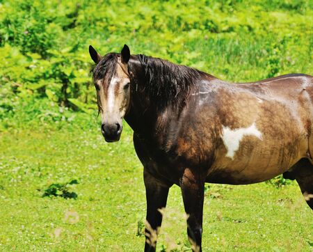 Staring Horseの写真素材