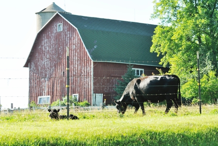 Cows and Barnの写真素材