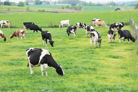 Dairy Cattleの写真素材