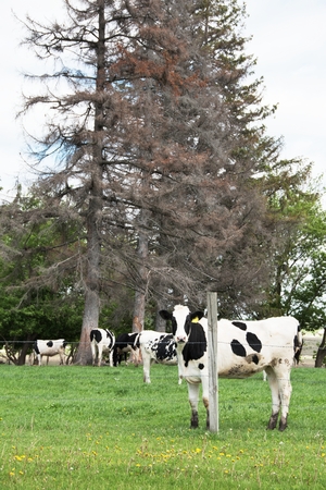 Cow and Dead Treeの写真素材