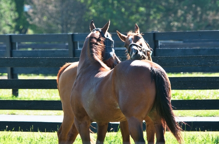 Biting Horsesの写真素材