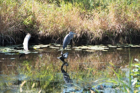 Heron and Reflectionの写真素材