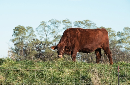 Bull on the Hillの写真素材