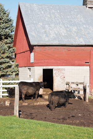 Cows by the Barnの写真素材