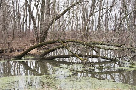 Pollution in the Woodsの写真素材