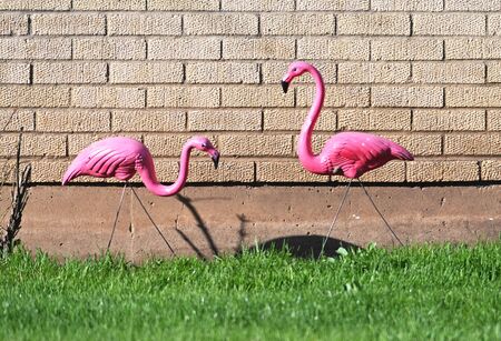 Two Plastic Flamingosの写真素材