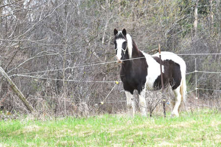 Pinto by the Fenceの写真素材