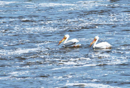 Two Swimming Pelicansの写真素材
