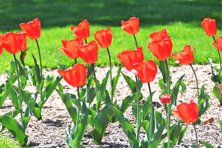 Red Tulips in Flower Gardenの写真素材