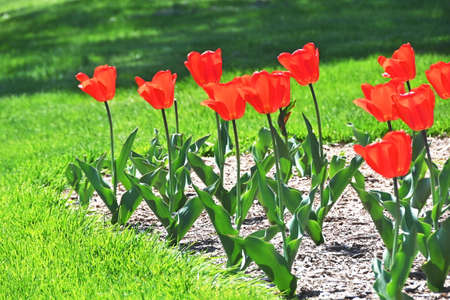 Red Tulips in the Flower Gardenの写真素材