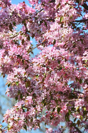 Blossoming Treeの写真素材