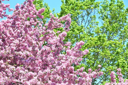 Pink Tree by Greenの写真素材