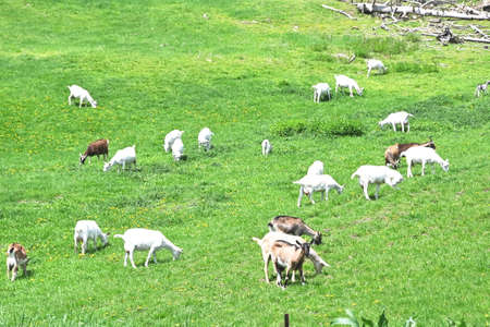 Herd of Goatsの写真素材