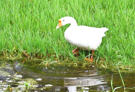 Domestic Goose Drinkingの写真素材