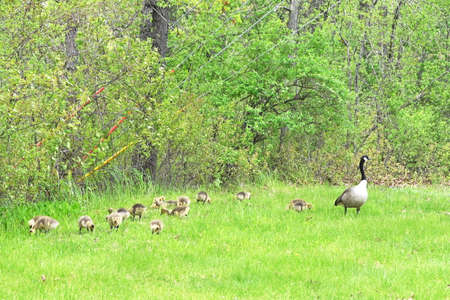 Canada Goose Familyの写真素材