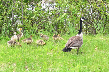 Canada Goose Familyの写真素材