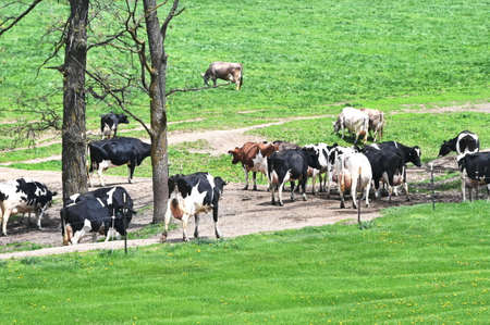 Dairy Cattle in the Pastureの写真素材