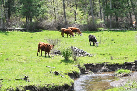 Five Cows in the Pastureの写真素材