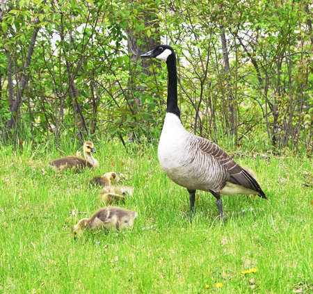 Canada Goose Familyの写真素材