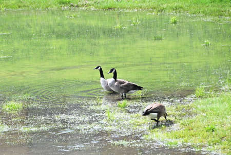 Three Canada Geeseの写真素材