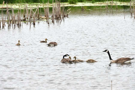 Canada Goose Familyの写真素材