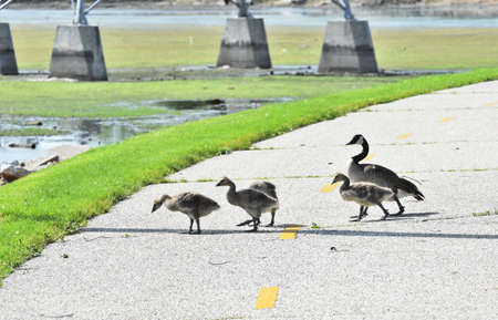Geese Crossing Bike Pathの写真素材