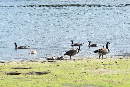 Canada Geese by Riverの写真素材