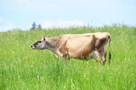 Cow in Tall Grassの写真素材