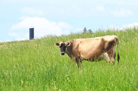 Brown Cow and Siloの写真素材