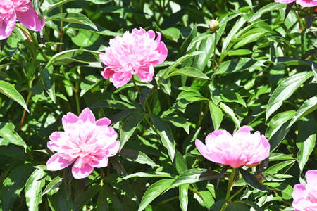 Pink Peoniesの写真素材