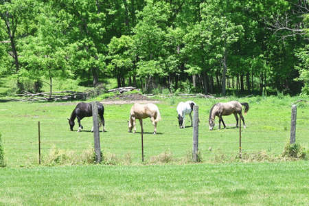 Four Horses in the Pastureの写真素材