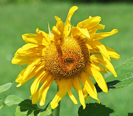Sunflower and Beeの写真素材