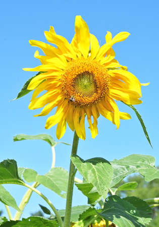 Sunflower Closeupの写真素材