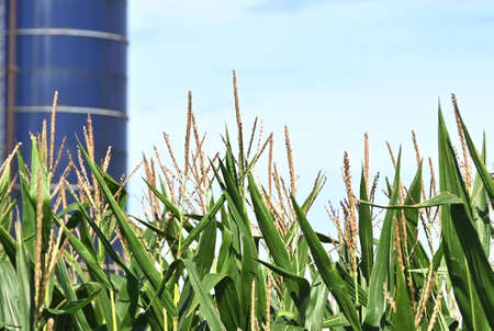 Silo over Cornfieldの写真素材