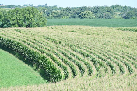 Curved Corn Rowsの写真素材