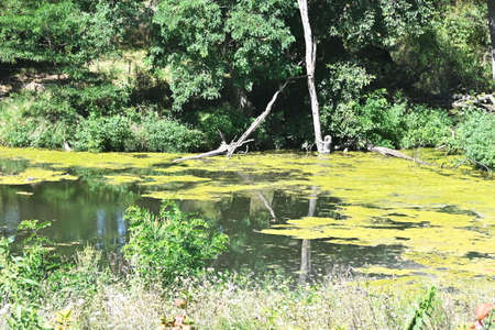 Murky Pondの写真素材