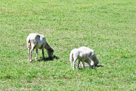 Ewe and Two Lambsの写真素材