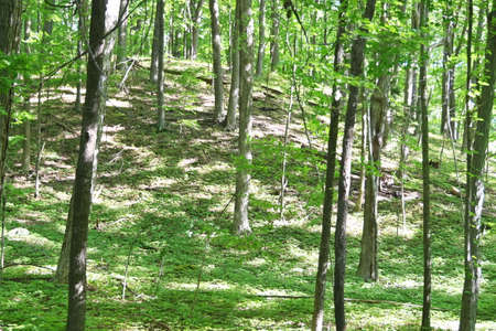 Shady Forestの写真素材